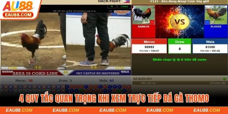 4 quy tắc quan trọng khi xem trực tiếp đá gà Thomo